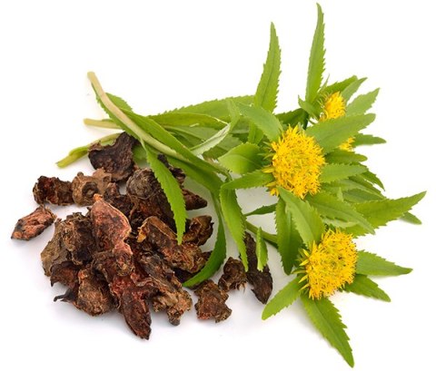 Rhodiola rosea (Różeniec Górski) 500mg (60 kapsułek vege)