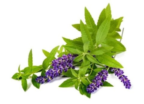 Werbena BIO Herbatka (150g)